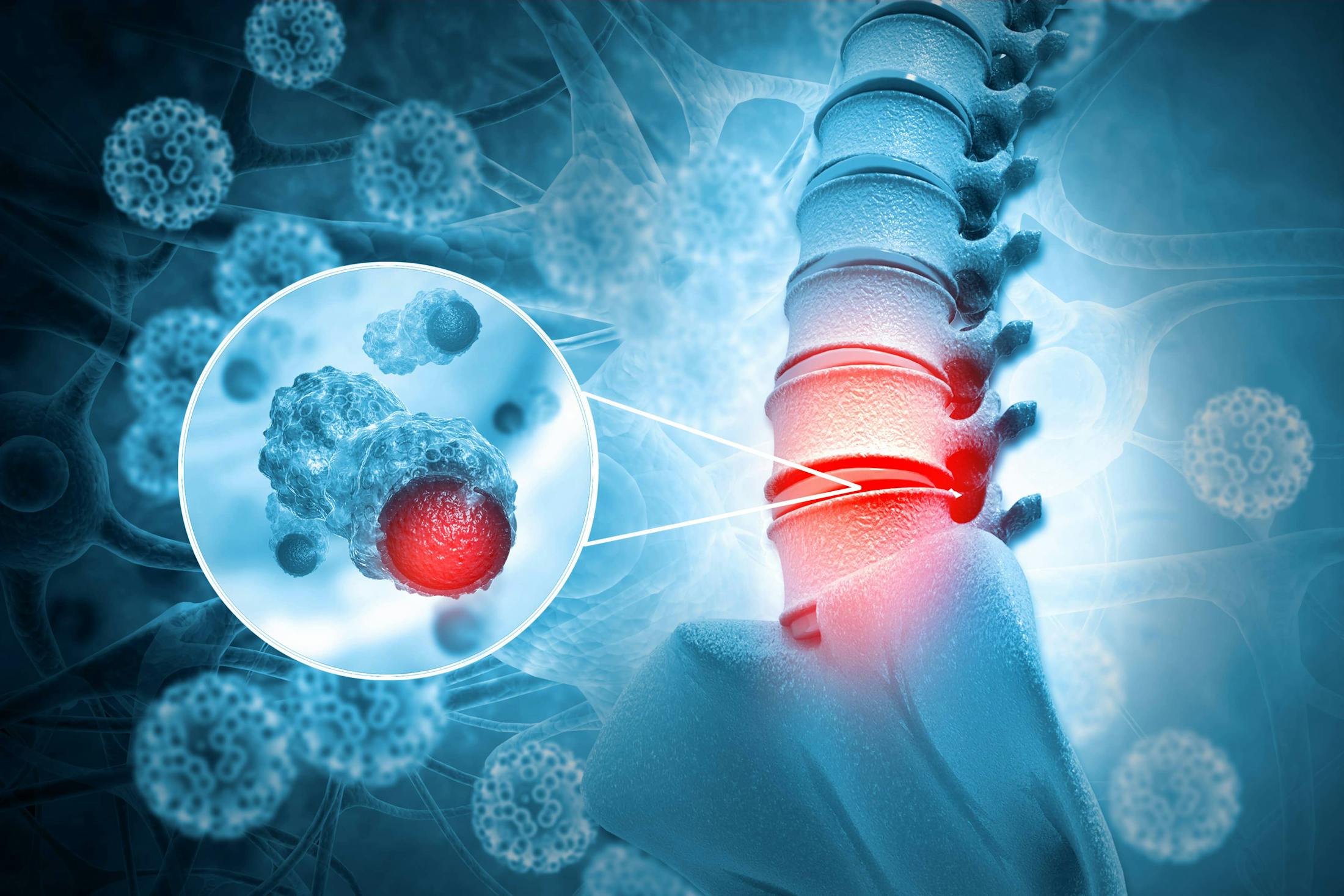 3d image of the anatomy of the spine