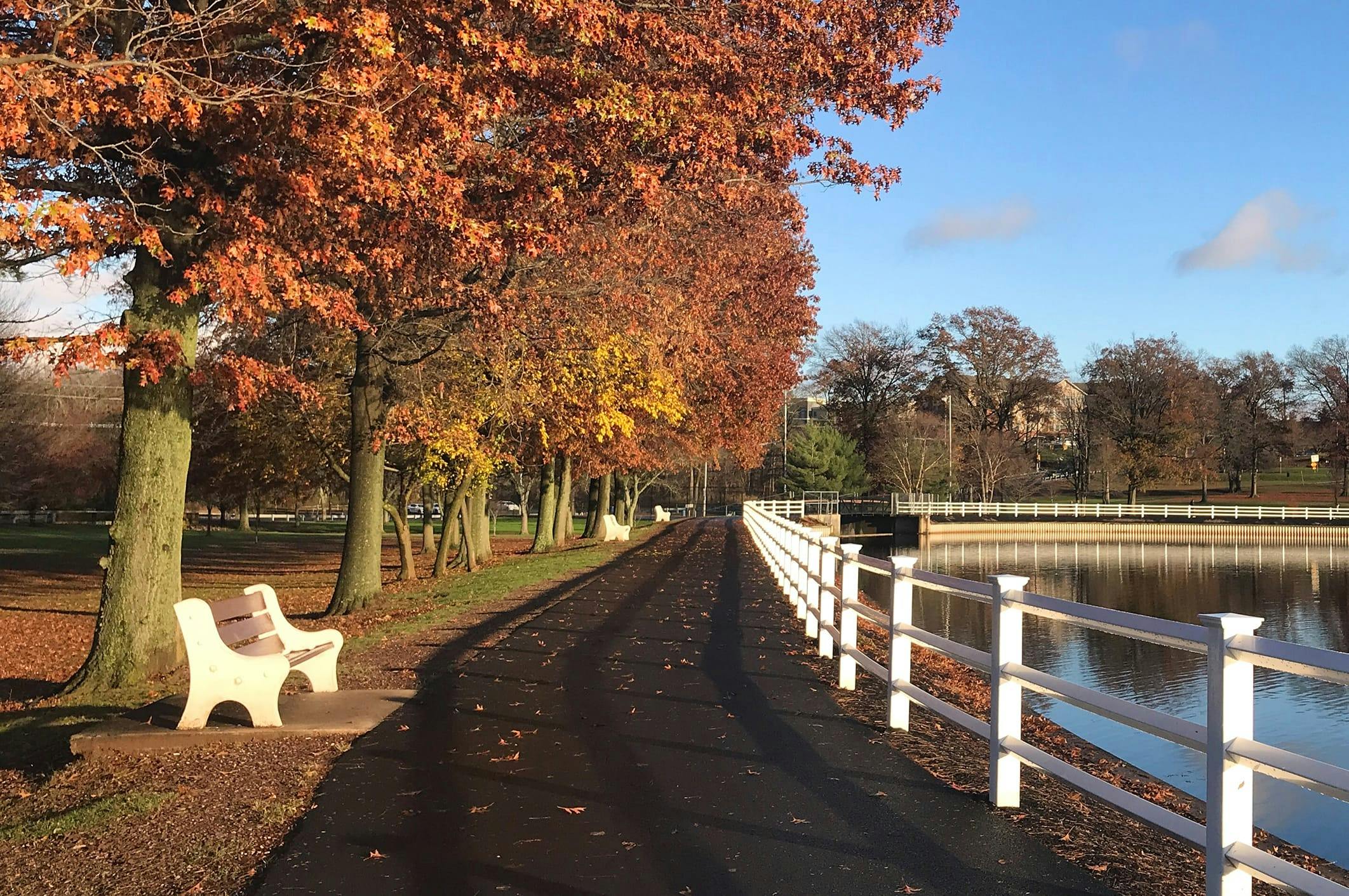 Trees at the park with brown leaves