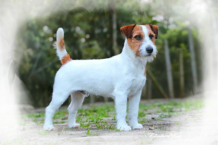 Jack Russell Reprodutor