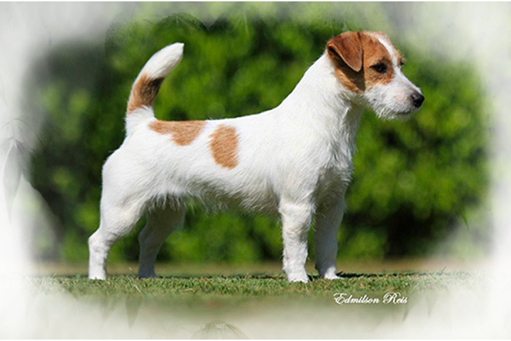 Jack Russell Matriz