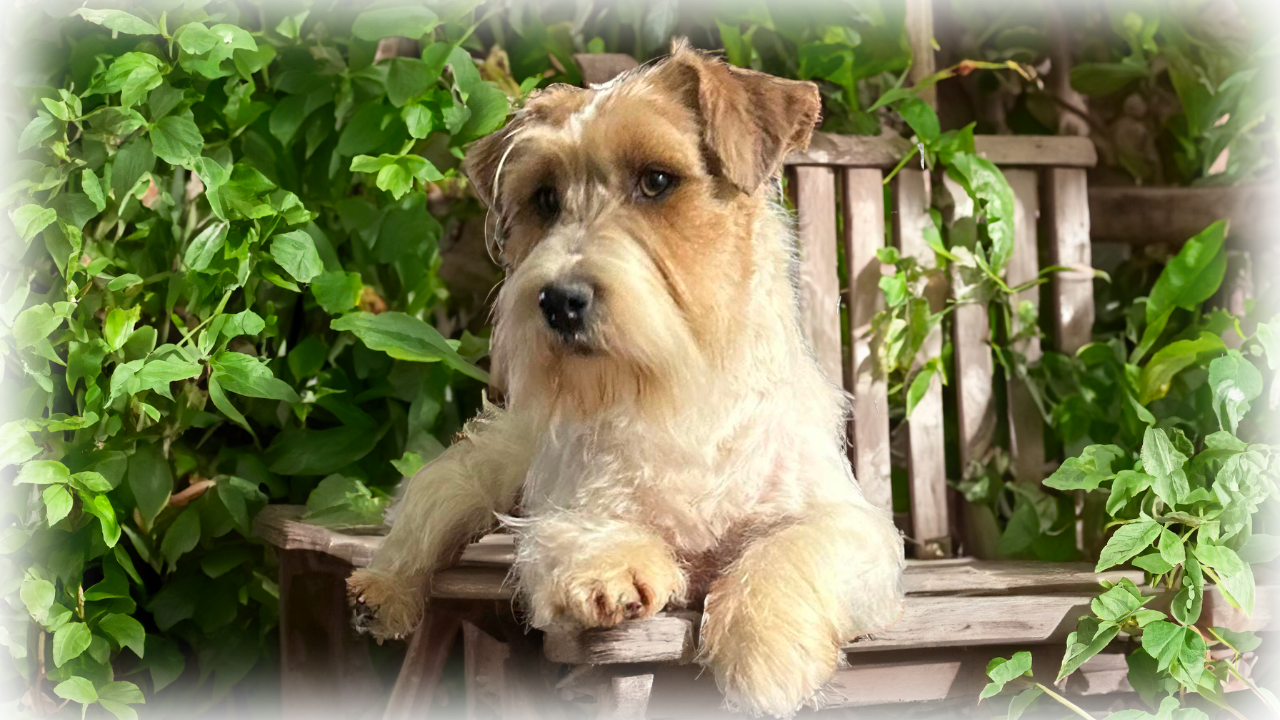 Reprodutor Jack Russell Canil Dois Pinheiros