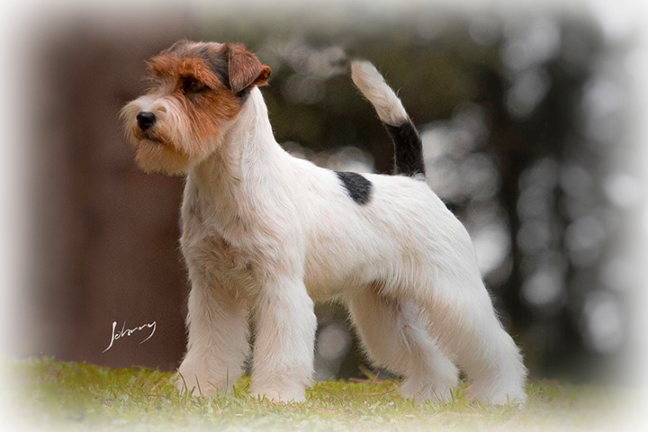 Jack Russell Reprodutor