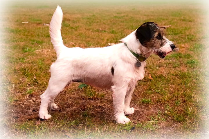 Matriz Jack Russell Terrier
