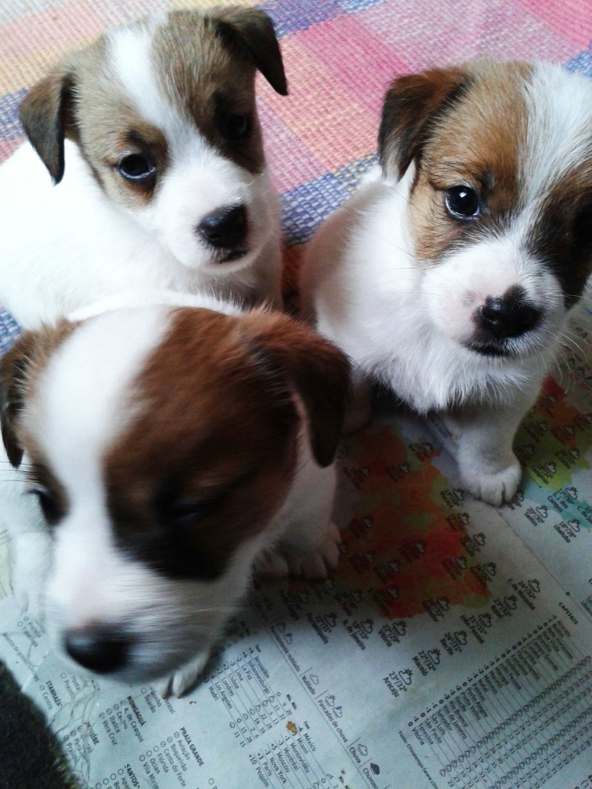 3 filhotes de Jack Russell