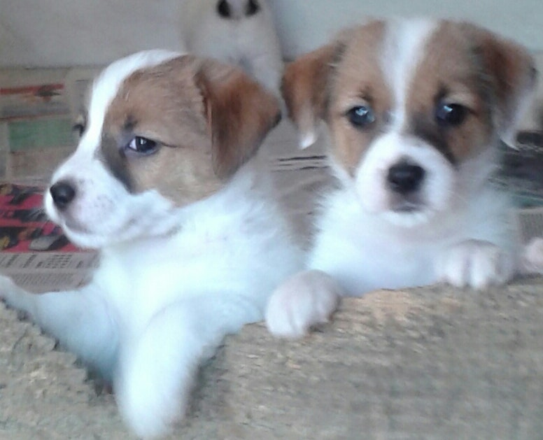 Dois filhotes de Jack Russell