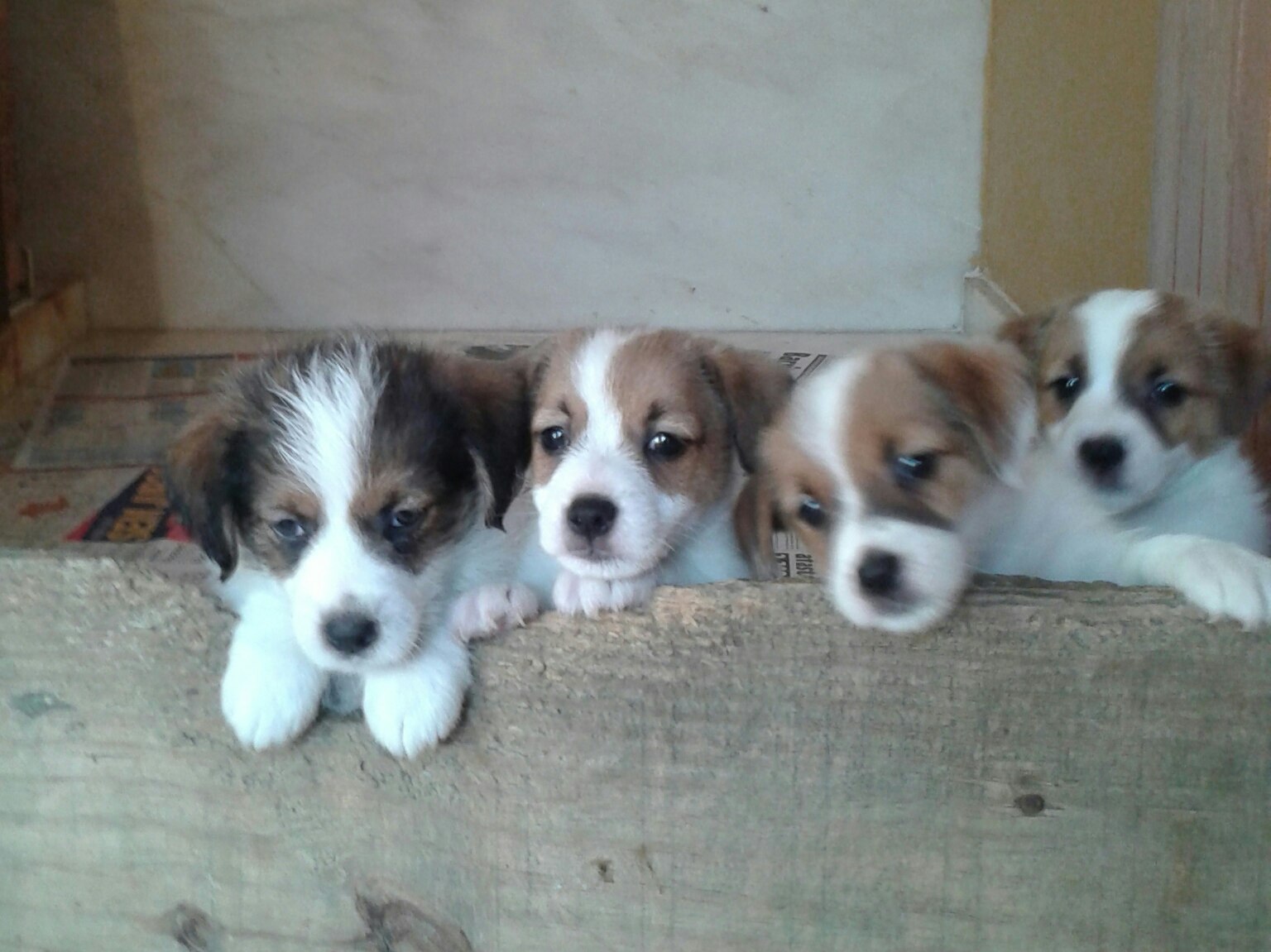 Quatro Jack Russells tentam pular no sofá