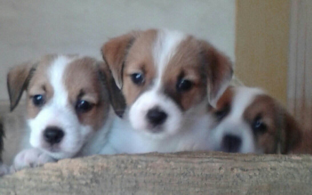 Close do rosto de 3 Jack Russells