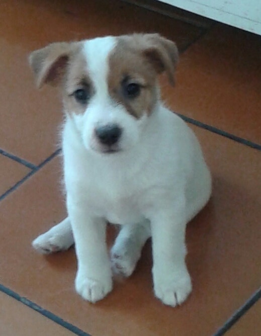 Filhote de Jack Russell sentado