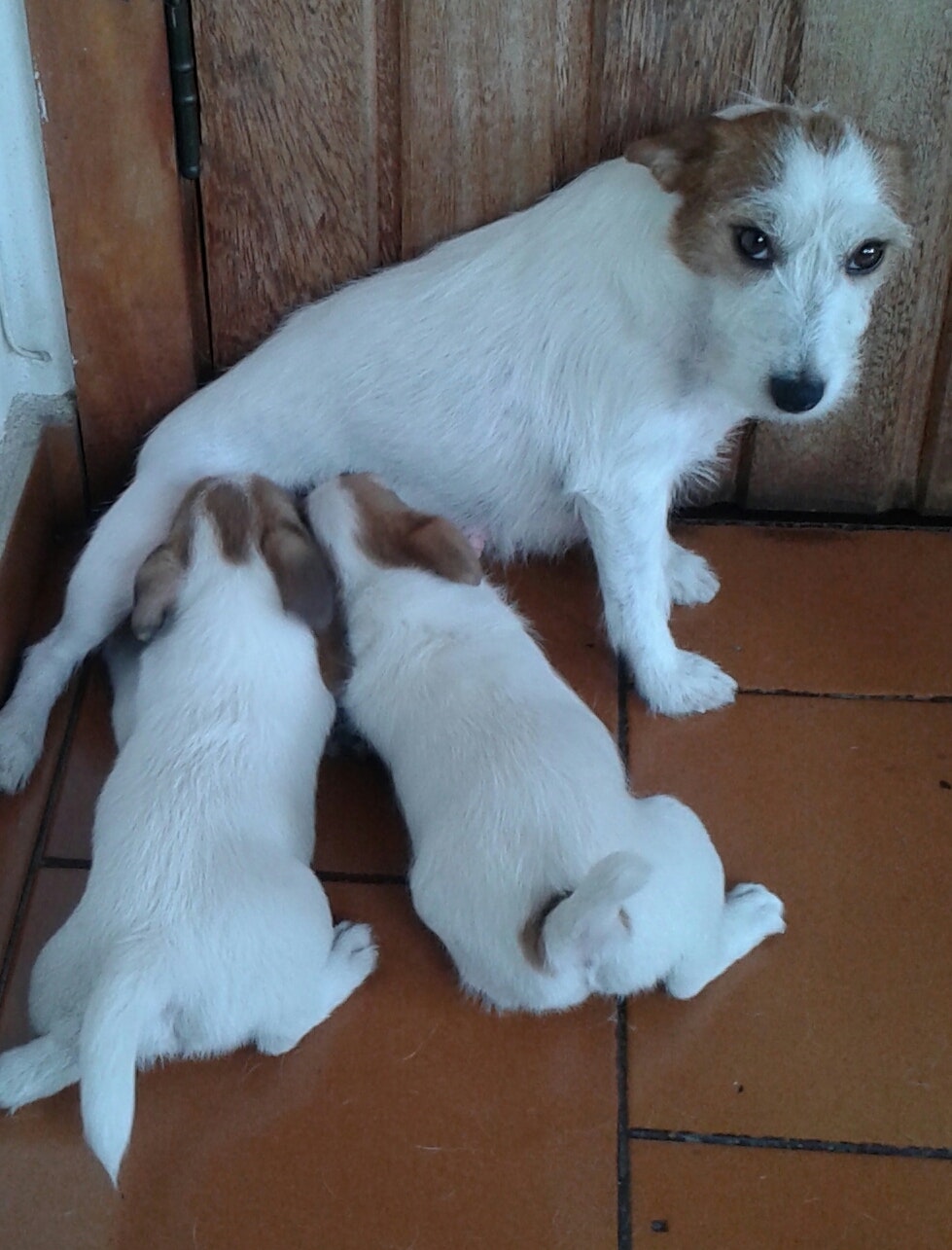 Matriz amamenta dois filhotes de Jack Russell