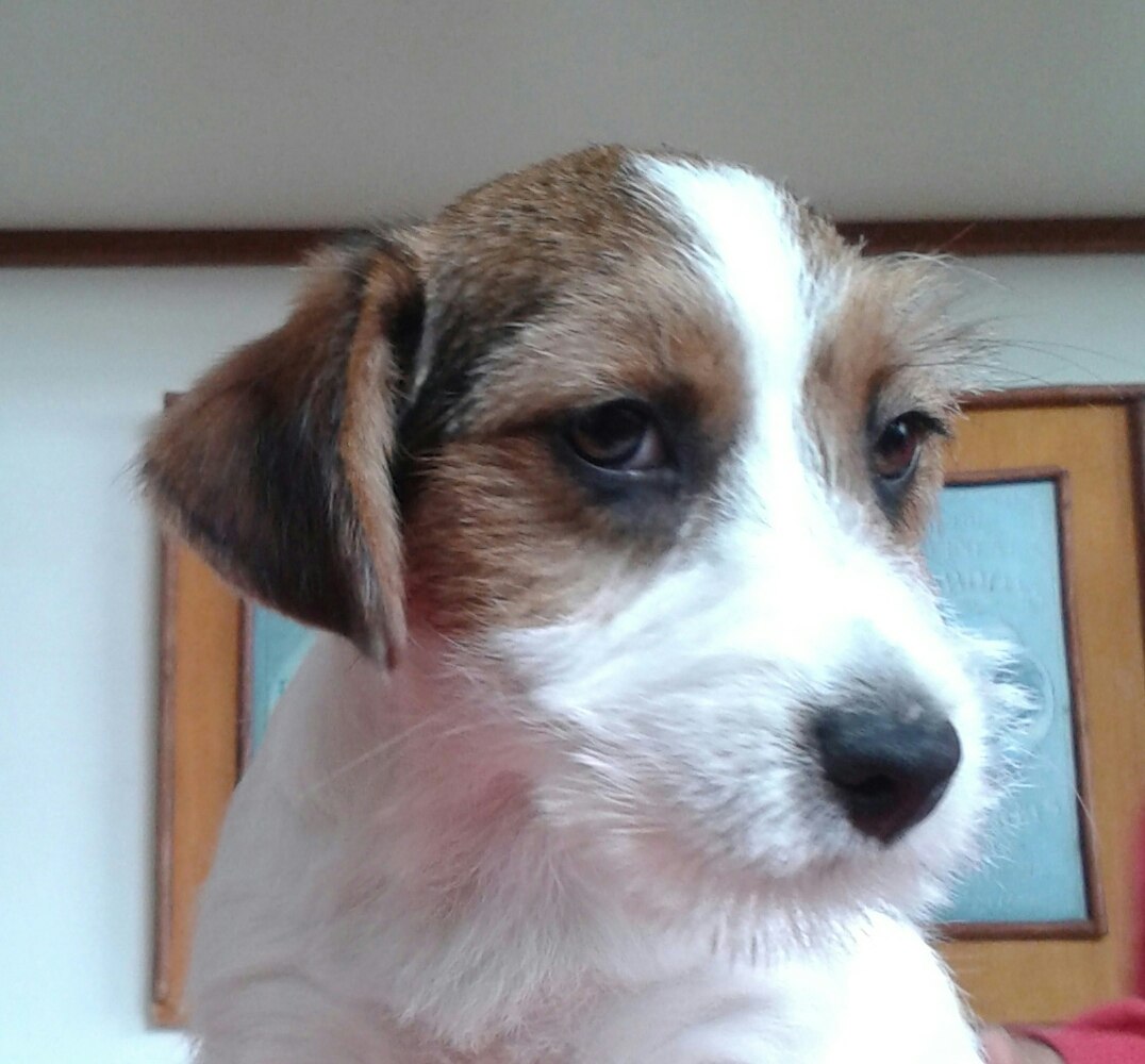 Filhote de Jack Russell