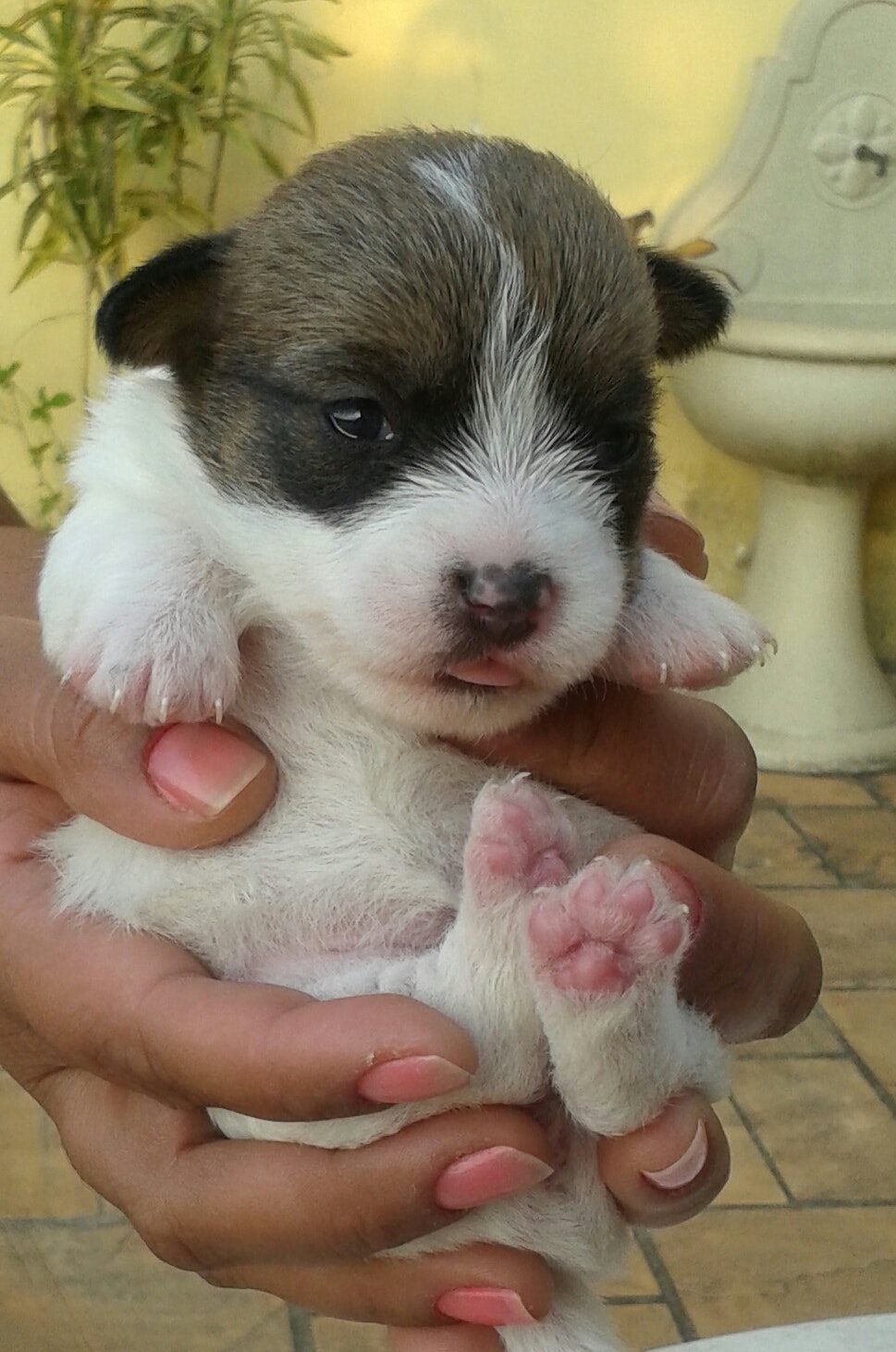 Jack Russell recém nascido