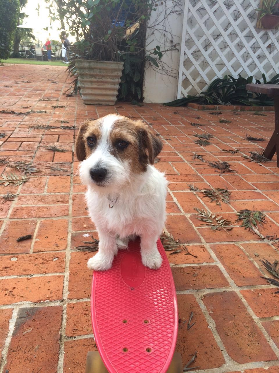 Filhote de Jack Russell em cima de um skate