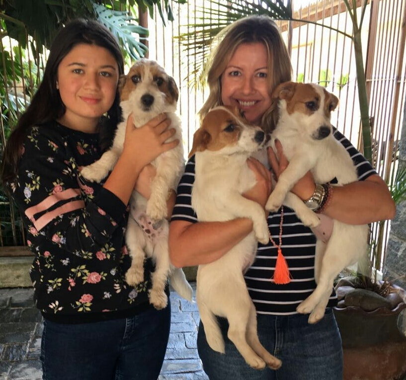 Duas pessoas seguram 3 filhotes de Jack Russell