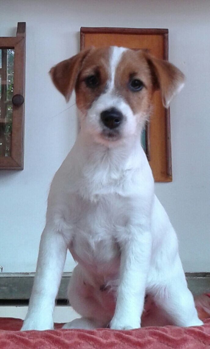 Filhote de Jack Russell sentado