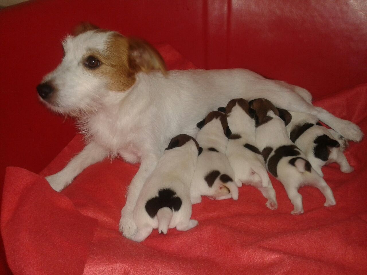 Matriz de Jack Russell amamentando seus filhotes