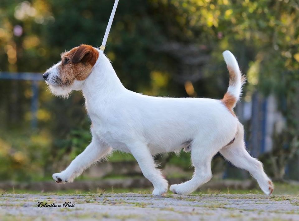 Um filhote de Jack Russell sendo treinado