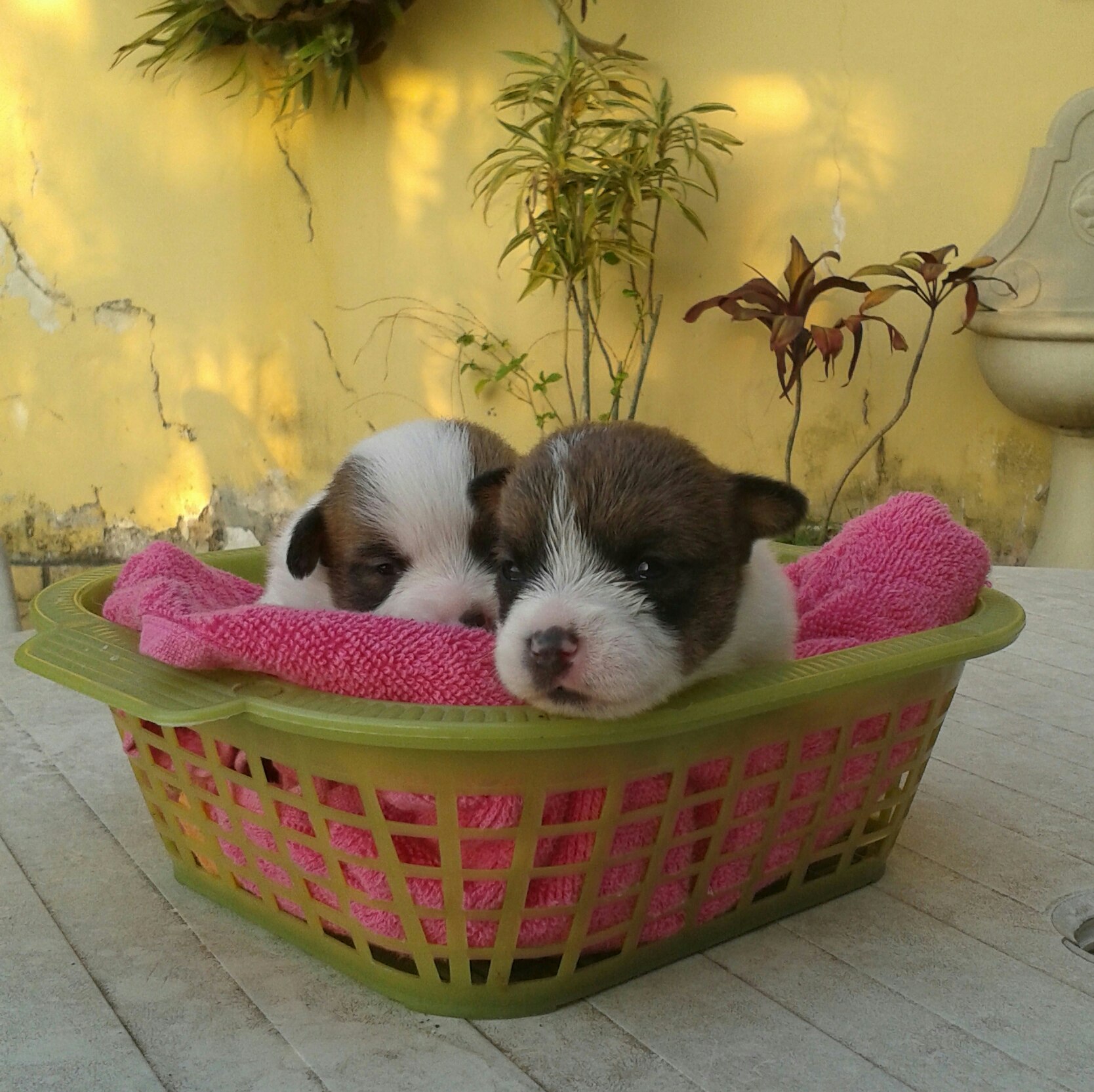 Dois filhotes de jack russell em uma cesta