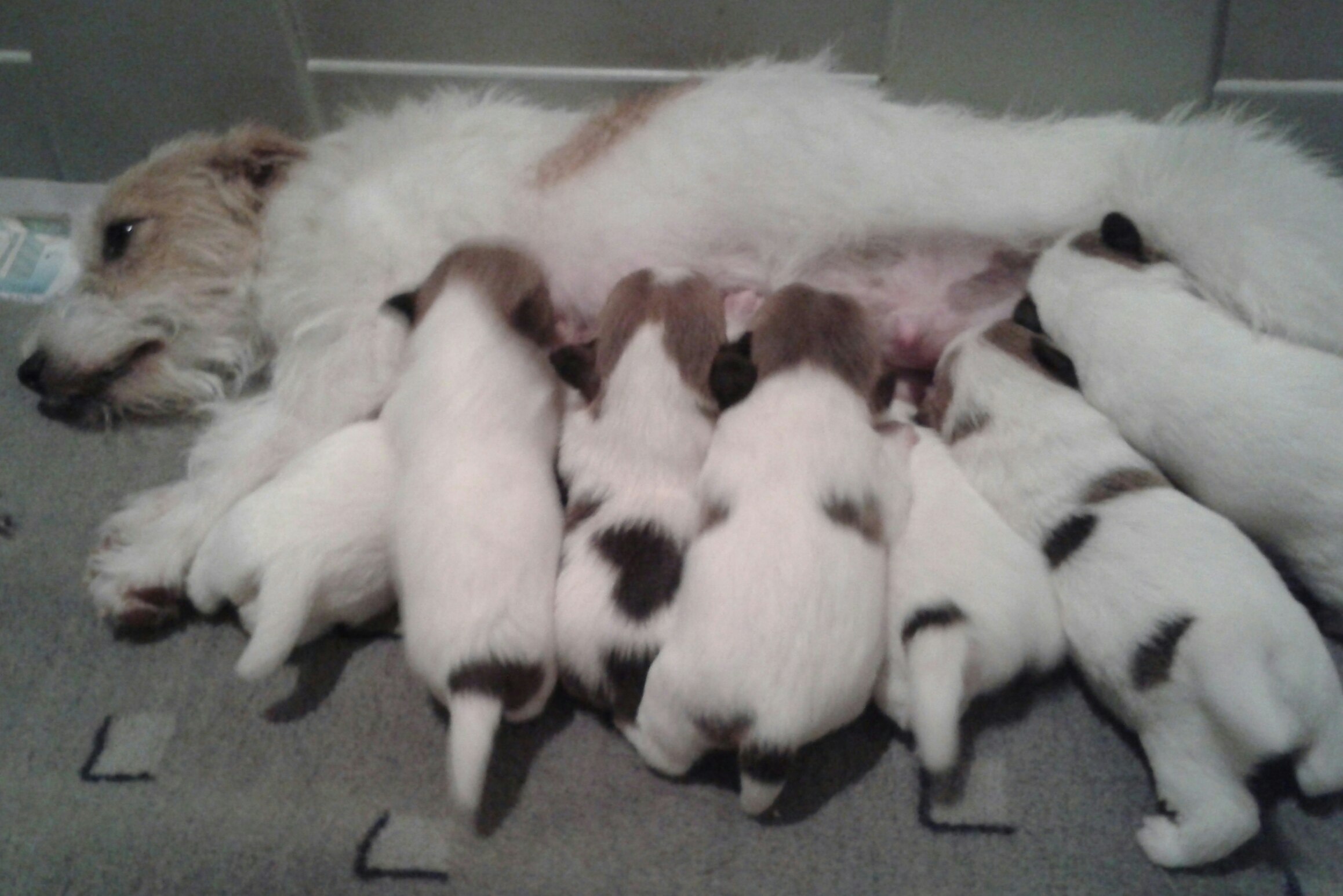 Matriz e sete filhotes de Jack Rusell na amamentação