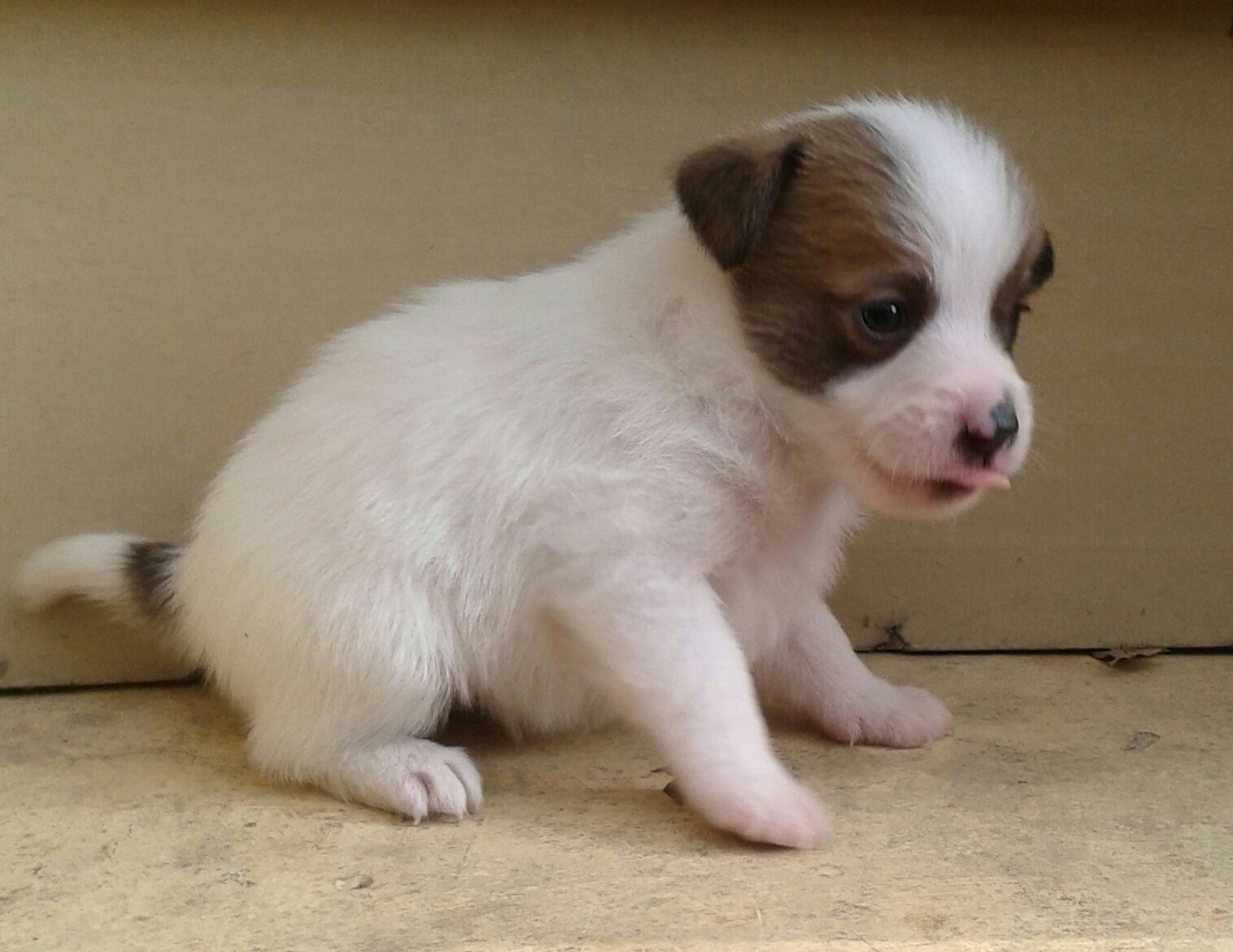 filhote de jack russell com a língua para fora