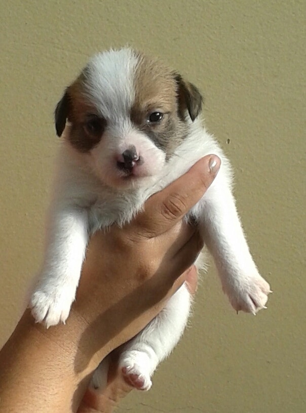 Uma mão ergendo um filhote  de Jack Russell