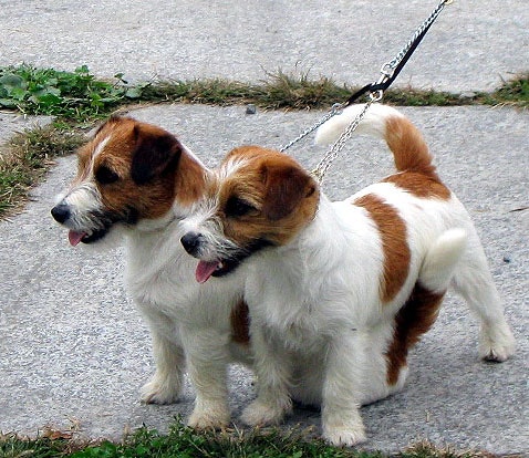 Dois filhotes de Jack Russell, castanhos e brancos