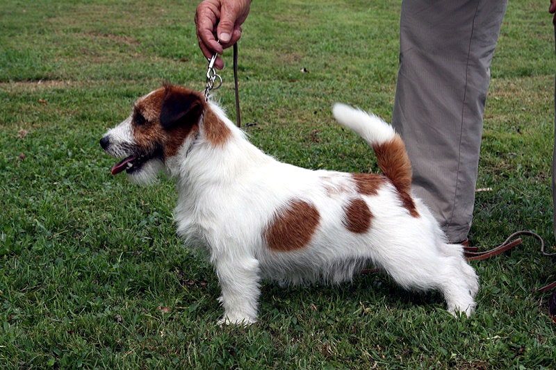 filho de Jack Russell, castanho e branco