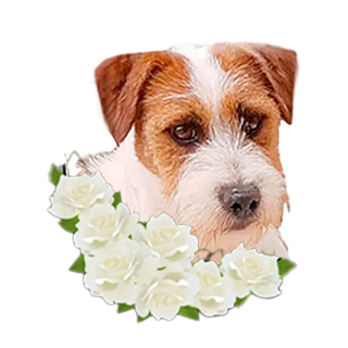 Reprodutor Jack Russell Canil Dois Pinheiros