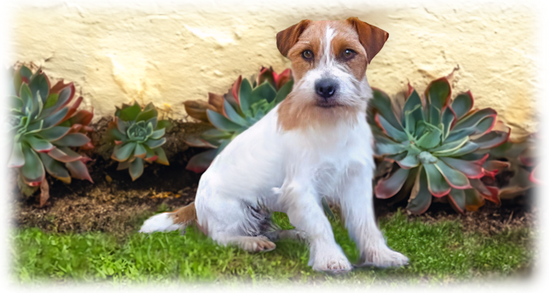 Cachorro Jack Russell Reprodutor Canil