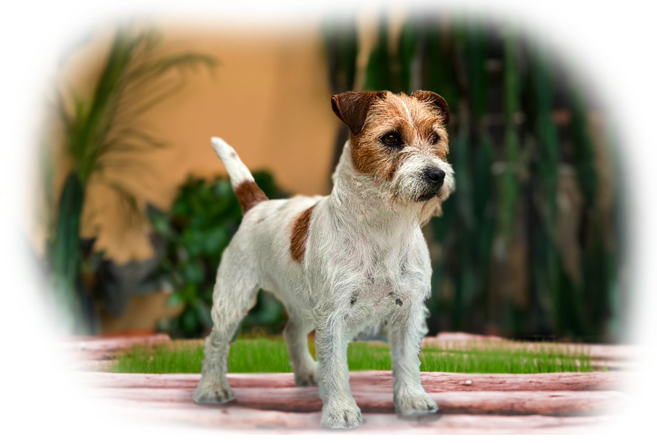 Matriz Jack Russell Terrier