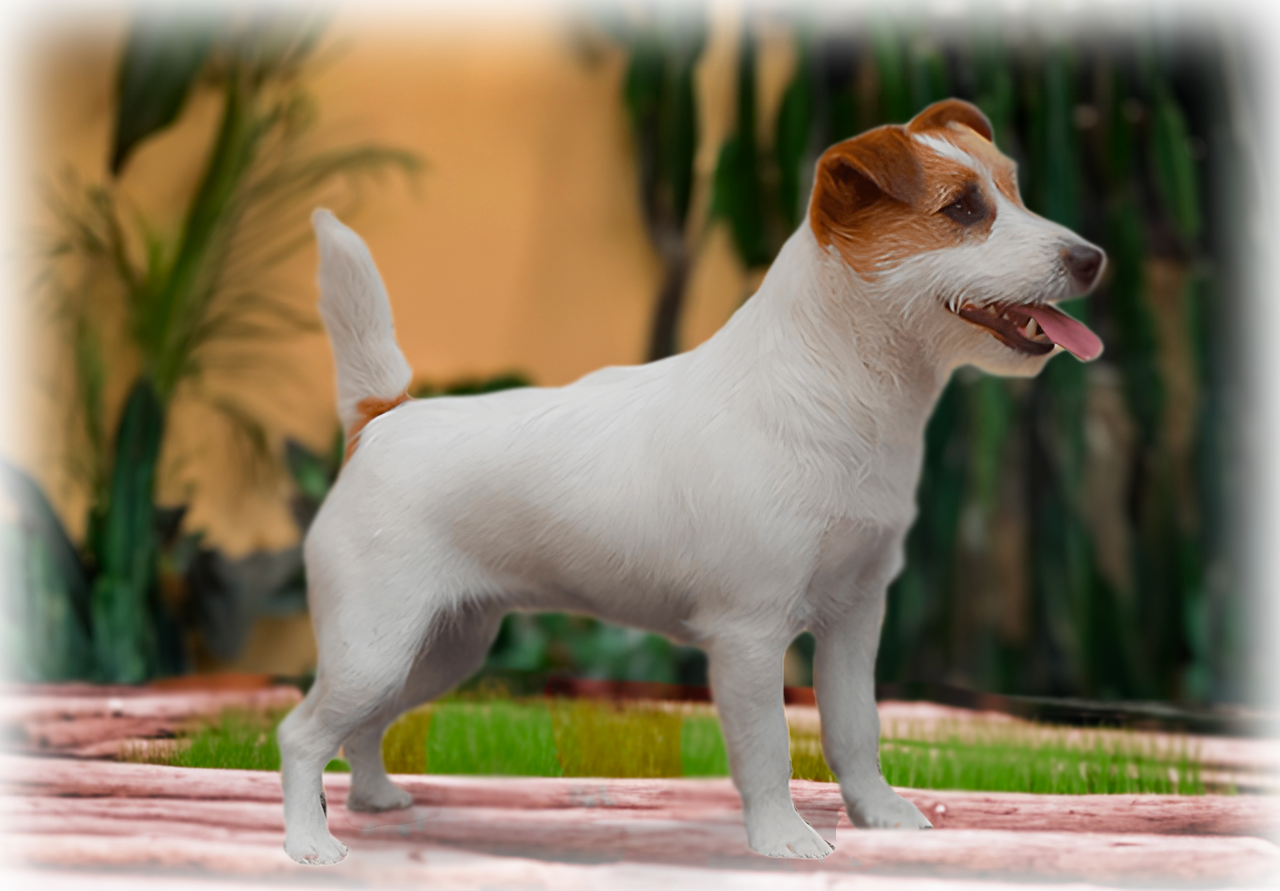 Dafne de Dois Pinheiros - matriz Jack Russell