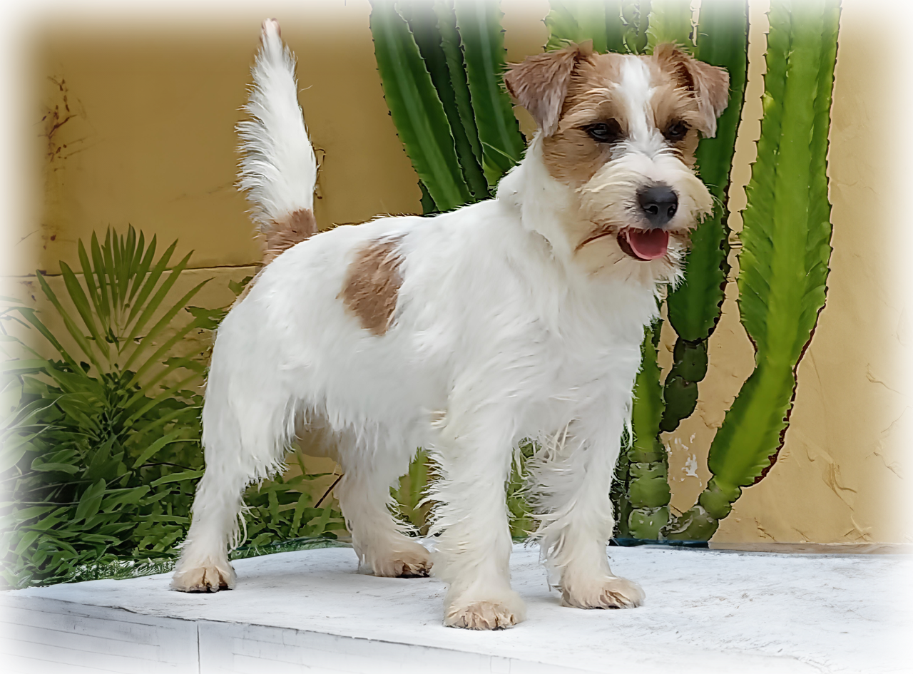 Vita Lucy de Dois Pinheiros - matriz Jack Russell