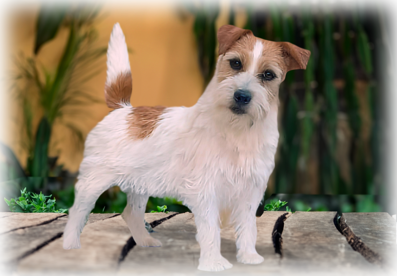 Madison de Dois Pinheiros - Matriz Jack Russell