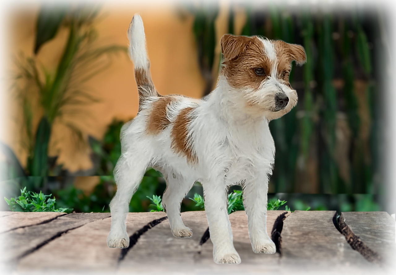 Ximi de Dois Pinheiros - matriz Jack Russell