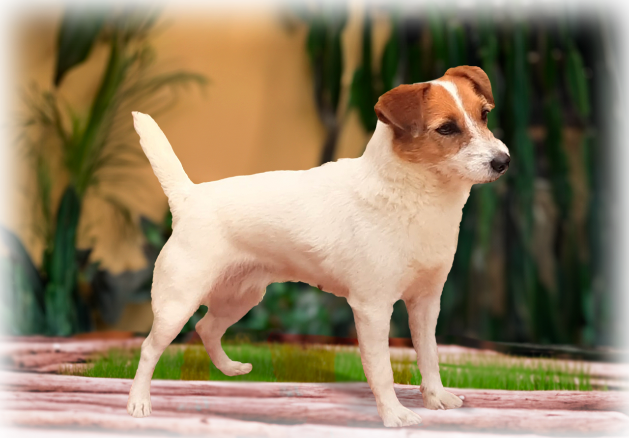 Duda De Dois Pinheiros - matriz Jack Russell