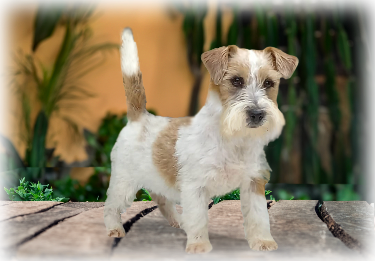 Anne Belle de Dois Pinheiros - matriz Jack Russell