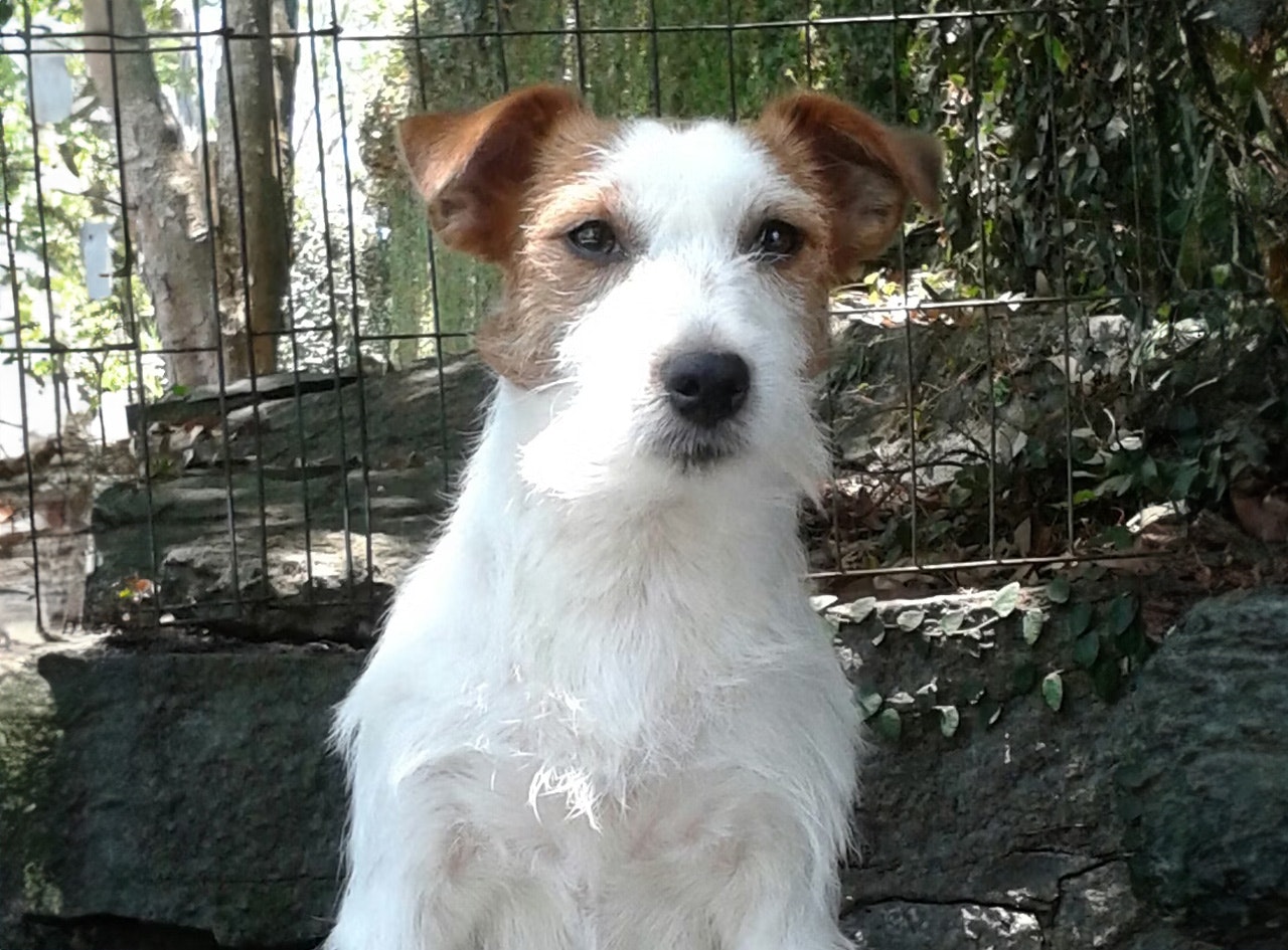 Matriz Jack Russell Terrier