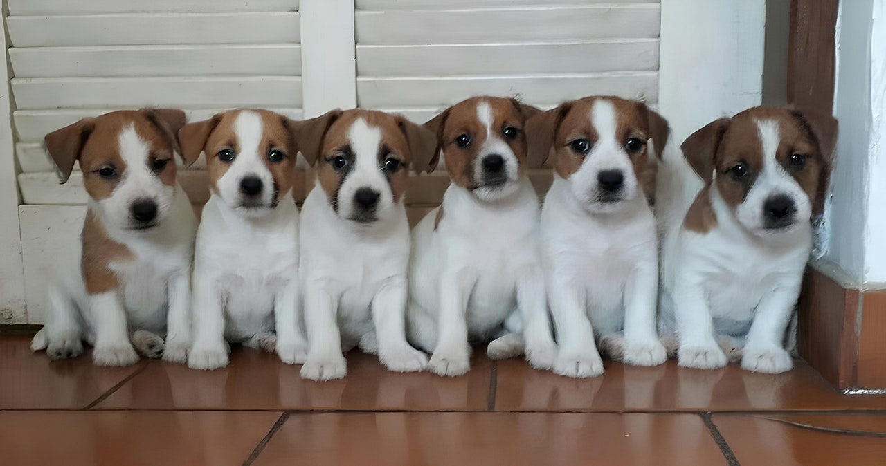 Seis filhotes de cão Jack Russell