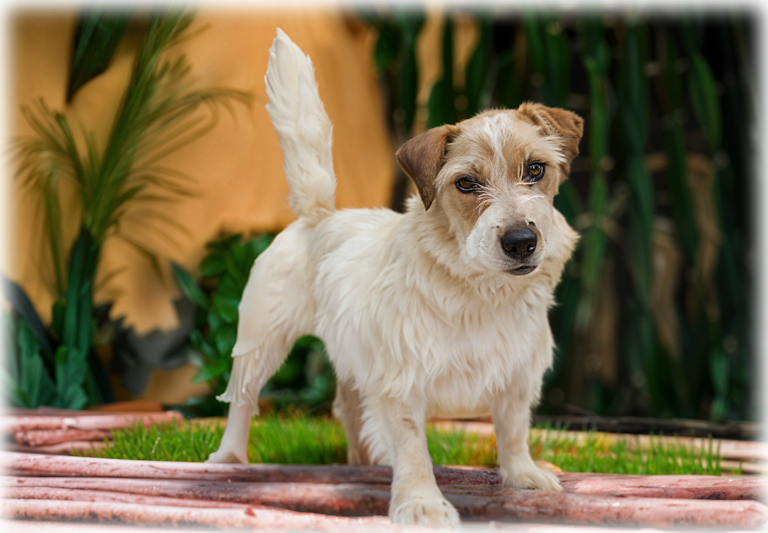 Matriz de ninhada filhotes Jack Russell