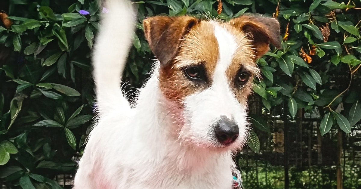 Jack Russell filhote do Canil dois Pinheiros