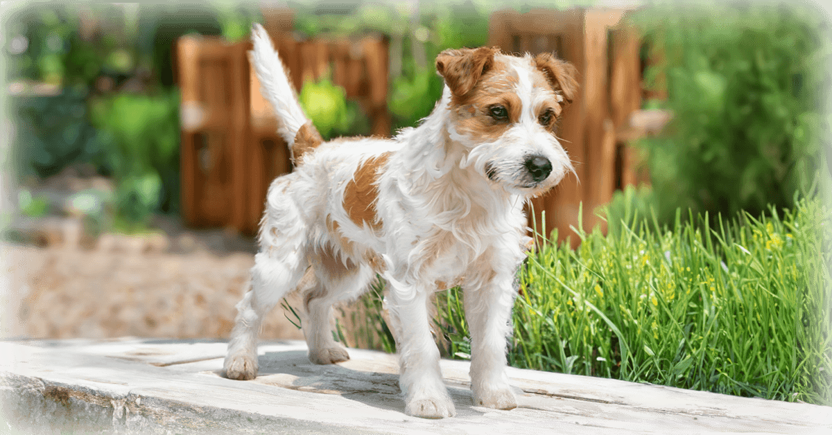 Reprodutor Jack Russell Canil Dois Pinheiros