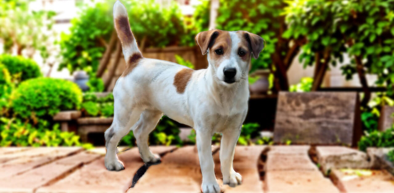Matriz Jack Russell Terrier