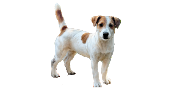 Matriz Jack Russell Terrier filhotes