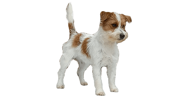 Matriz Jack Russell Terrier