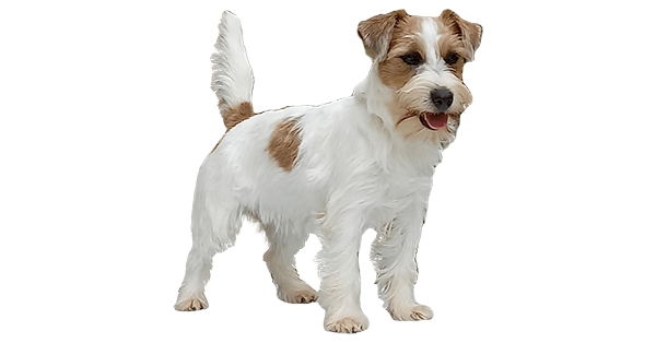 Matriz Jack Russell Terrier