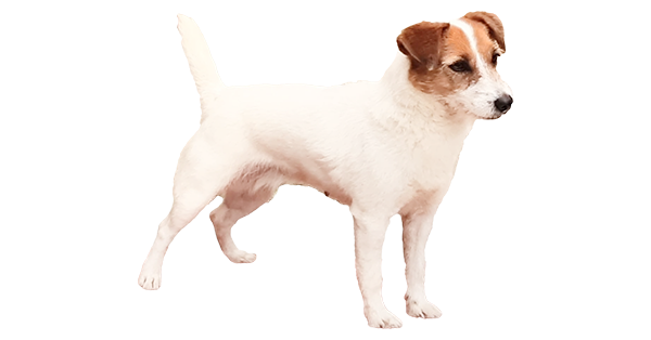 Duda Jack Russell Matriz de filhotes