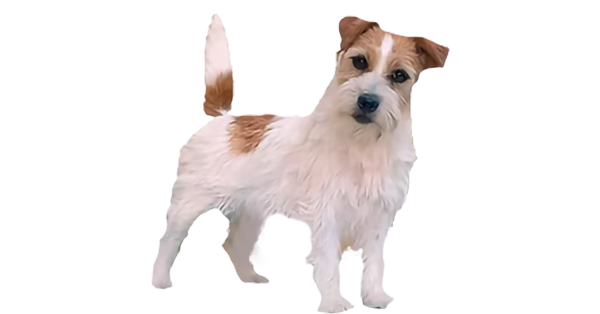 Matriz Jack Russell Terrier Filhotes