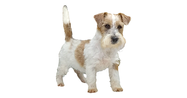 Matriz Jack Russell Terrier Filhotes