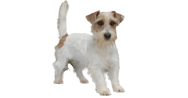 Matriz Jack Russell Terrier filhotes