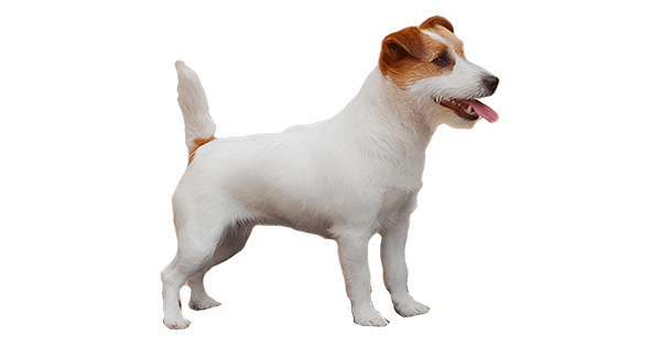 Matriz Jack Russell Terrier filhotes