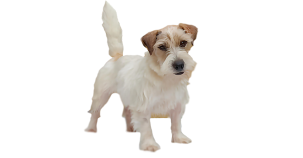 Matriz Jack Russell Terrier filhotes